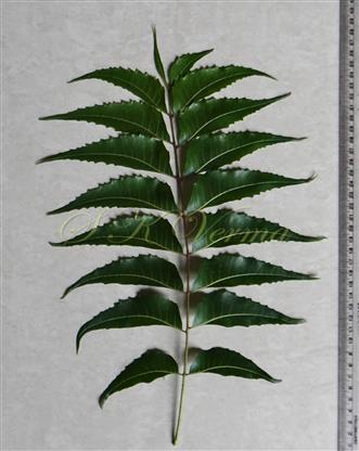  Leaf